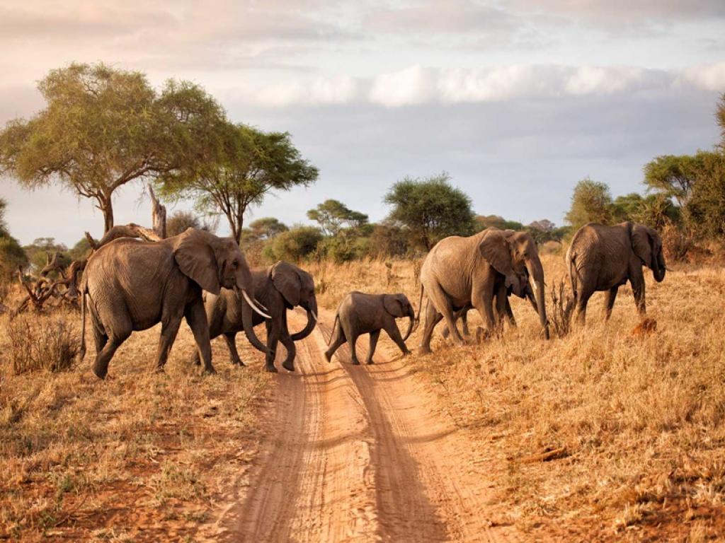 African Luxury Tanzania Safari