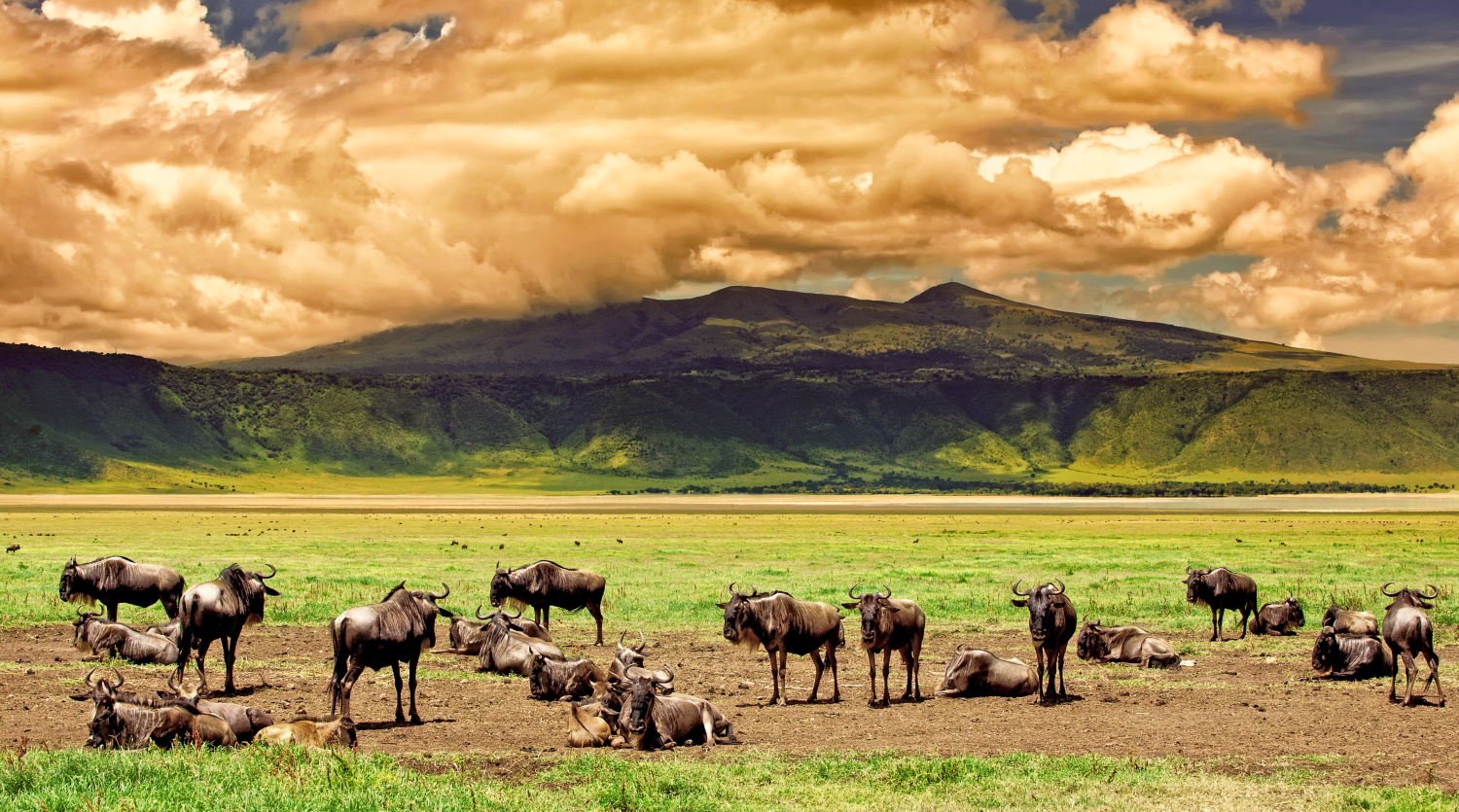 6 Days Experience the Ultimate Wildlife Safari