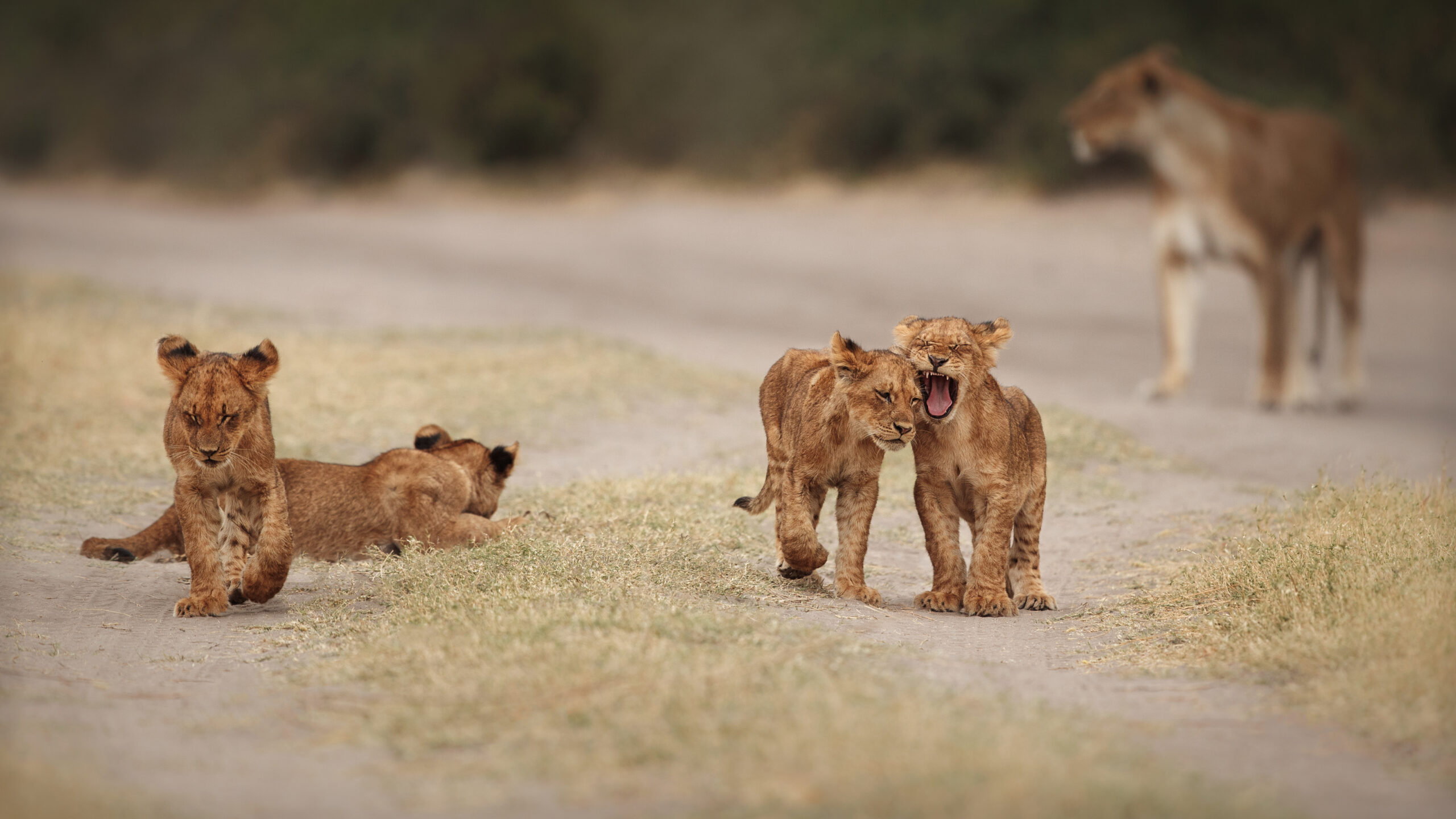 9 Days Tanzania Honeymoon Experience