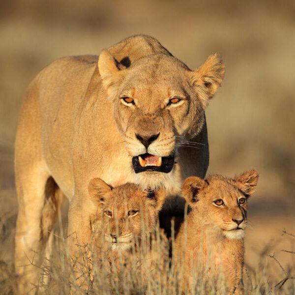 4 Days Wildlife Tanzania Safari